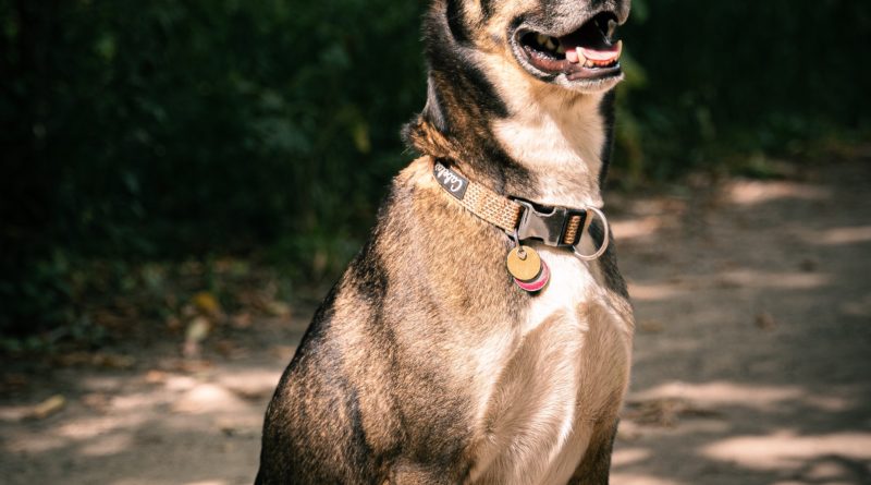 éducateur canin