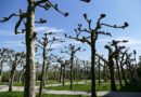 Préparez votre budget pour l’élagage d’un arbre