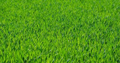 Astuces pour effectuer une tonte de pelouse efficace tonte de pelouse