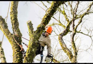 Les techniques d&rsquo;élagage adaptées aux arbres âgés